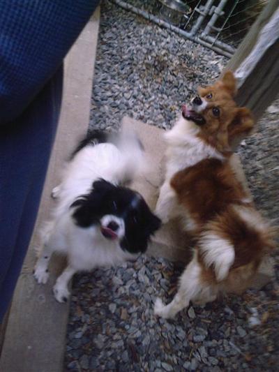 Dogs for Adoption